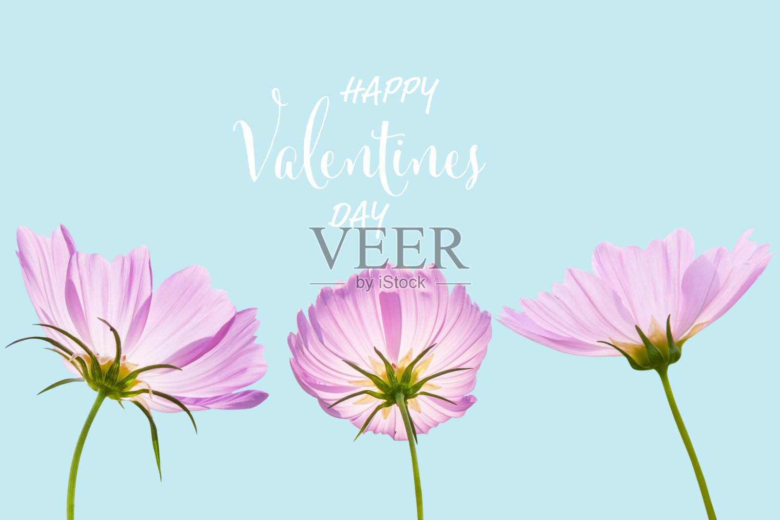 情人节背景与宇宙花孤立在蓝色的背景照片摄影图片