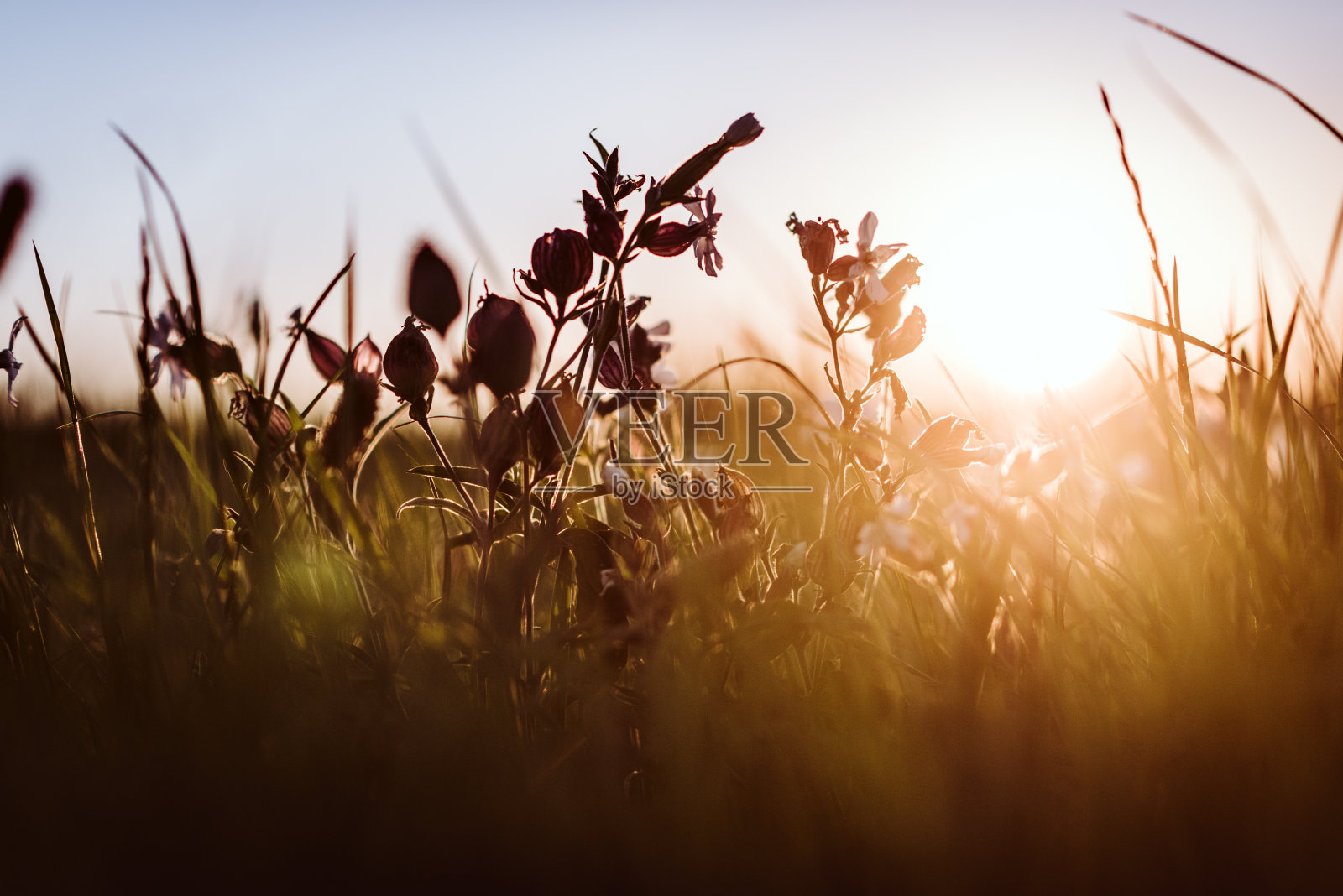 草地上的美丽野花照片摄影图片