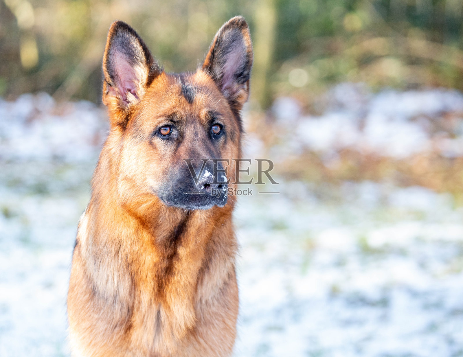冬天下雪时的德国牧羊犬照片摄影图片
