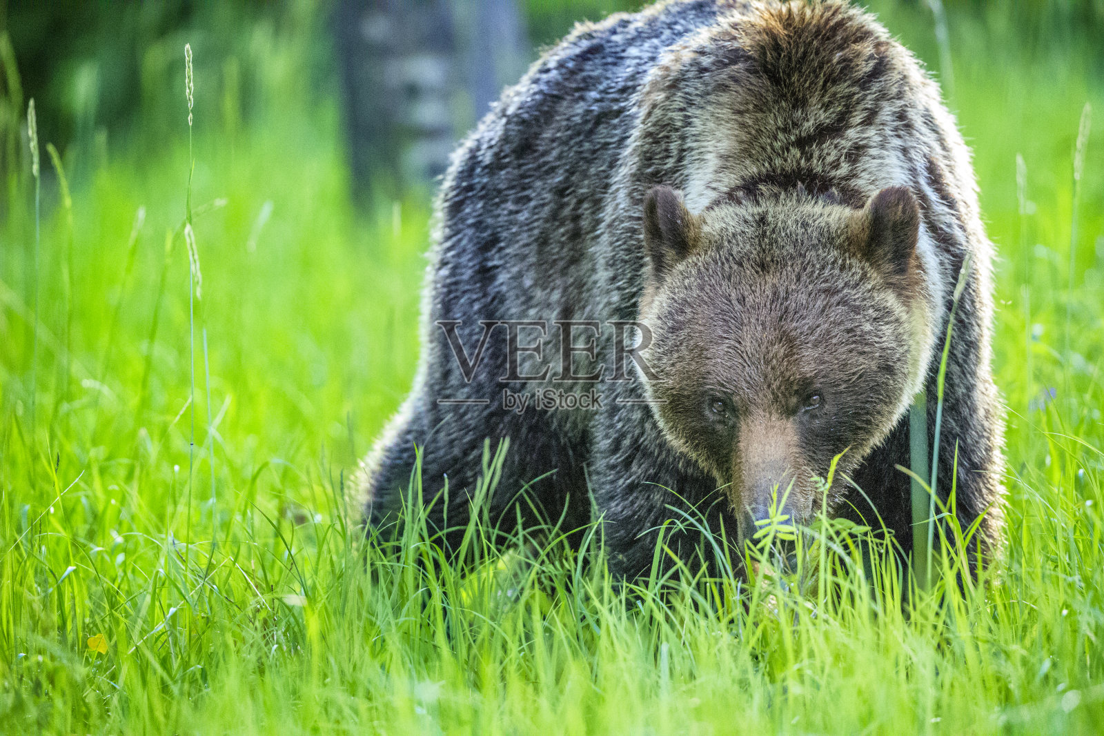 加拿大阿尔伯塔省的贾斯珀国家公园照片摄影图片