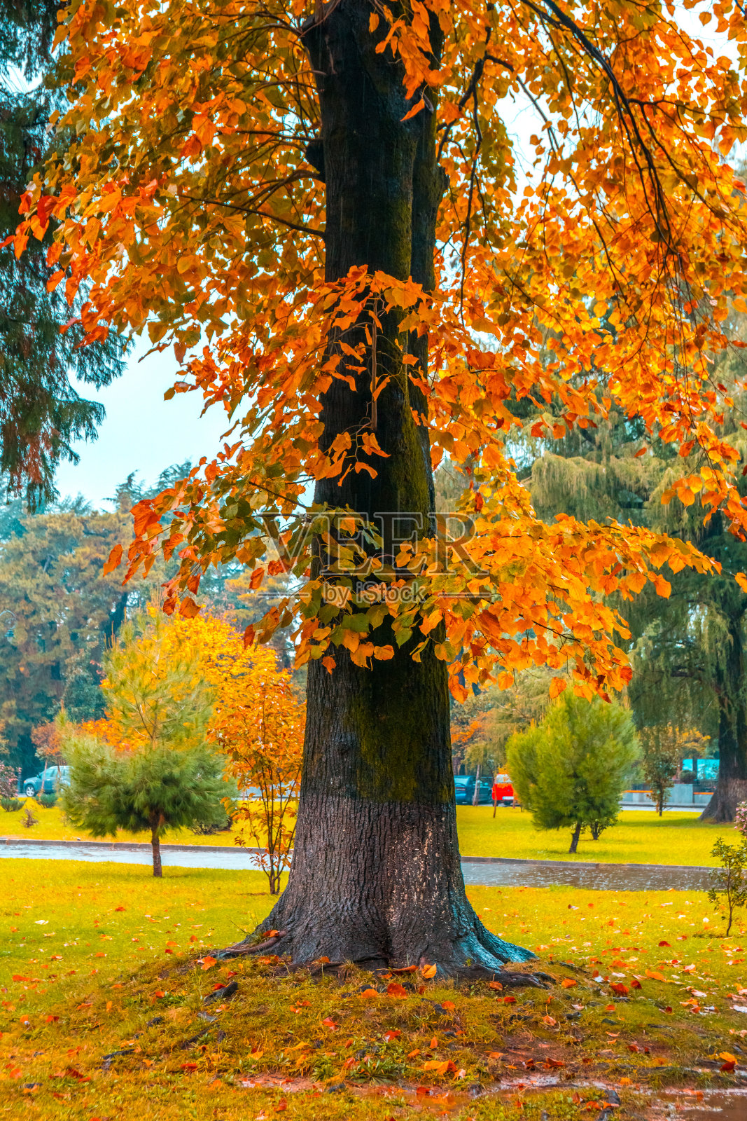 秋天，格鲁吉亚巴统公园树上的黄叶照片摄影图片