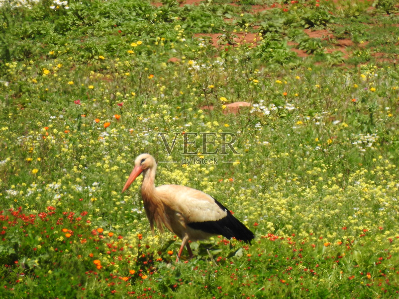 鹳照片摄影图片