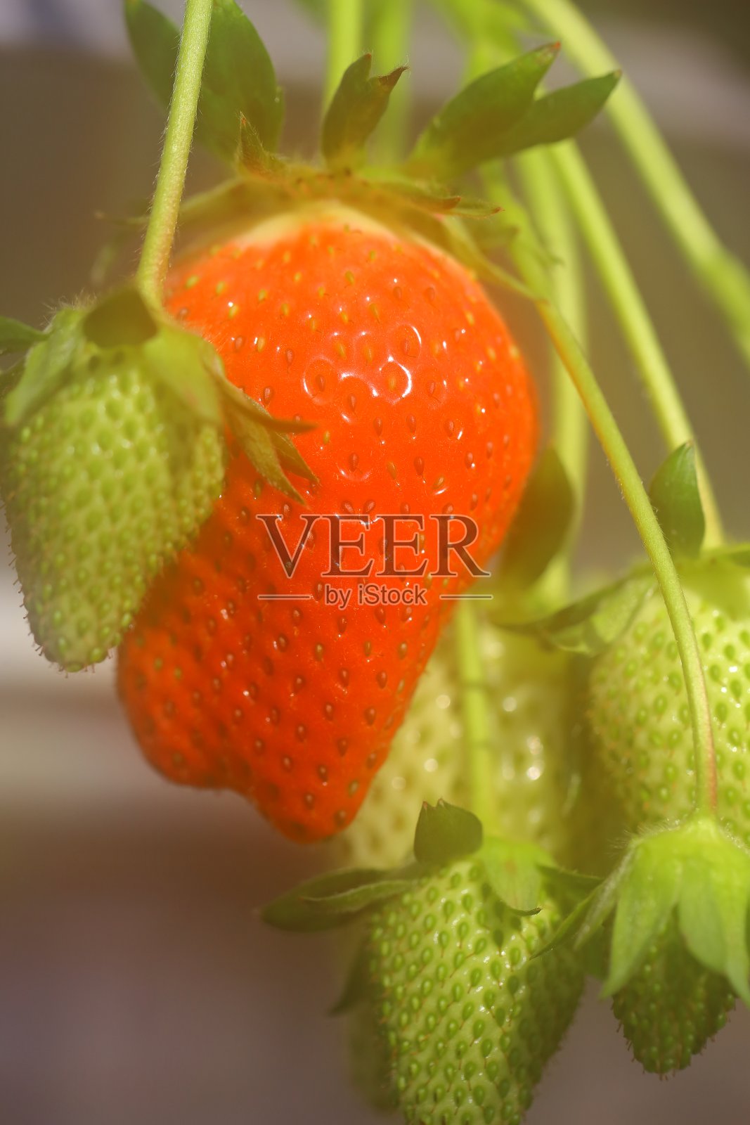 草莓在日本照片摄影图片