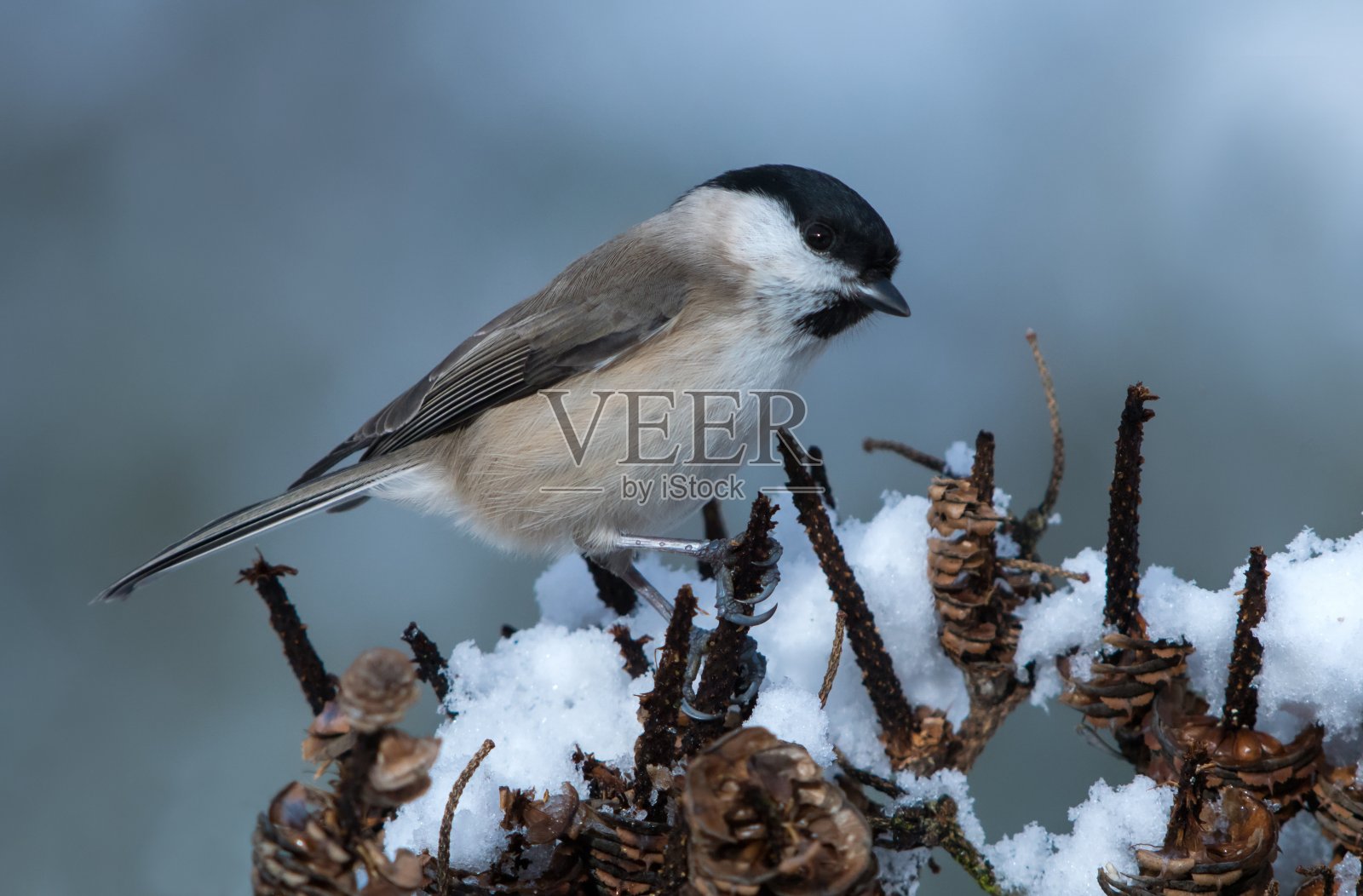 冬季的沼泽山雀照片摄影图片