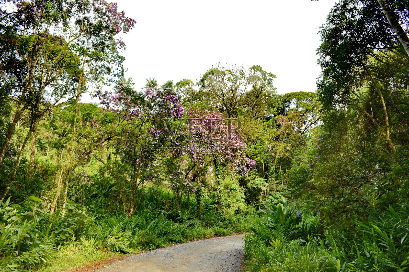 Dird路照片摄影图片