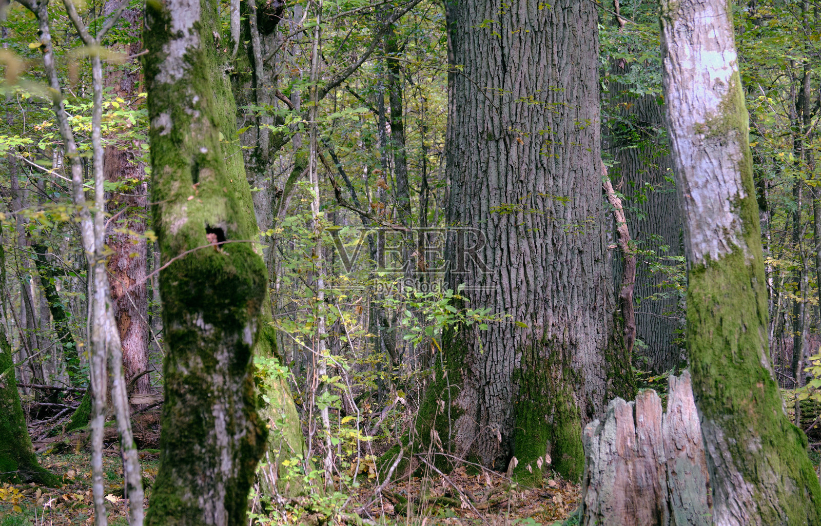秋天森林中的不朽的ok树照片摄影图片