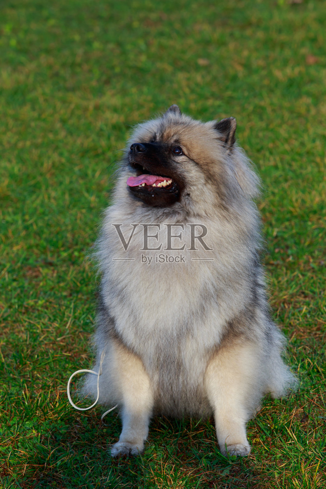 荷兰狗狗品种照片摄影图片