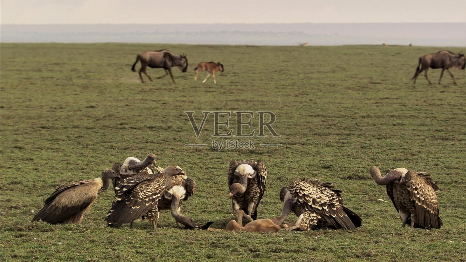 秃鹫-塞伦盖蒂野生动物保护区，Safari，坦桑尼亚，东非照片摄影图片