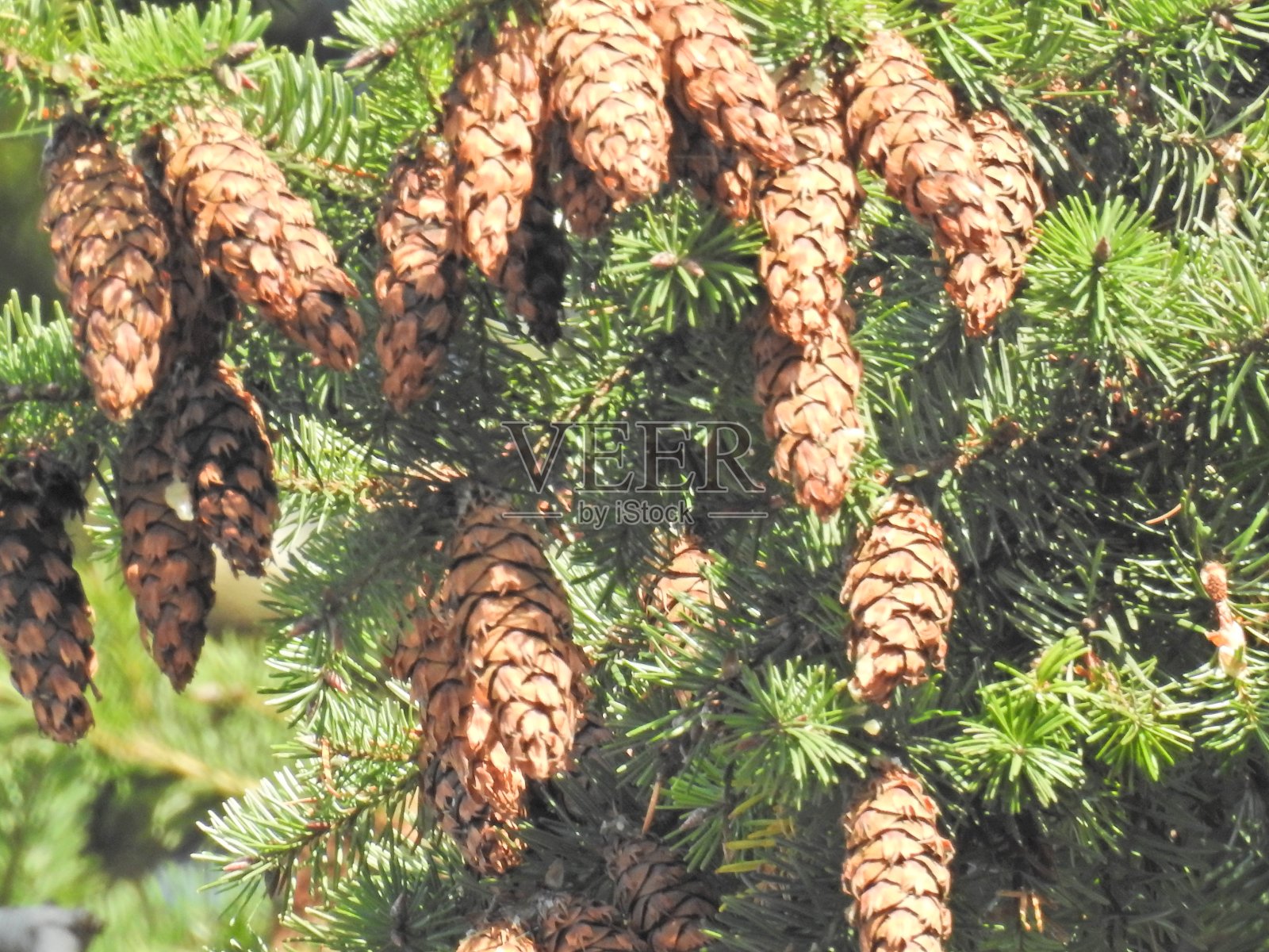 松果照片摄影图片