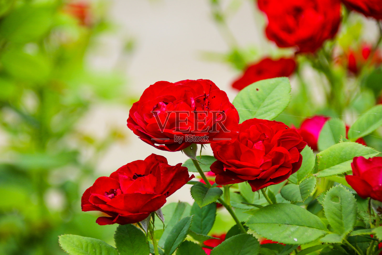 花园里的月季。照片摄影图片