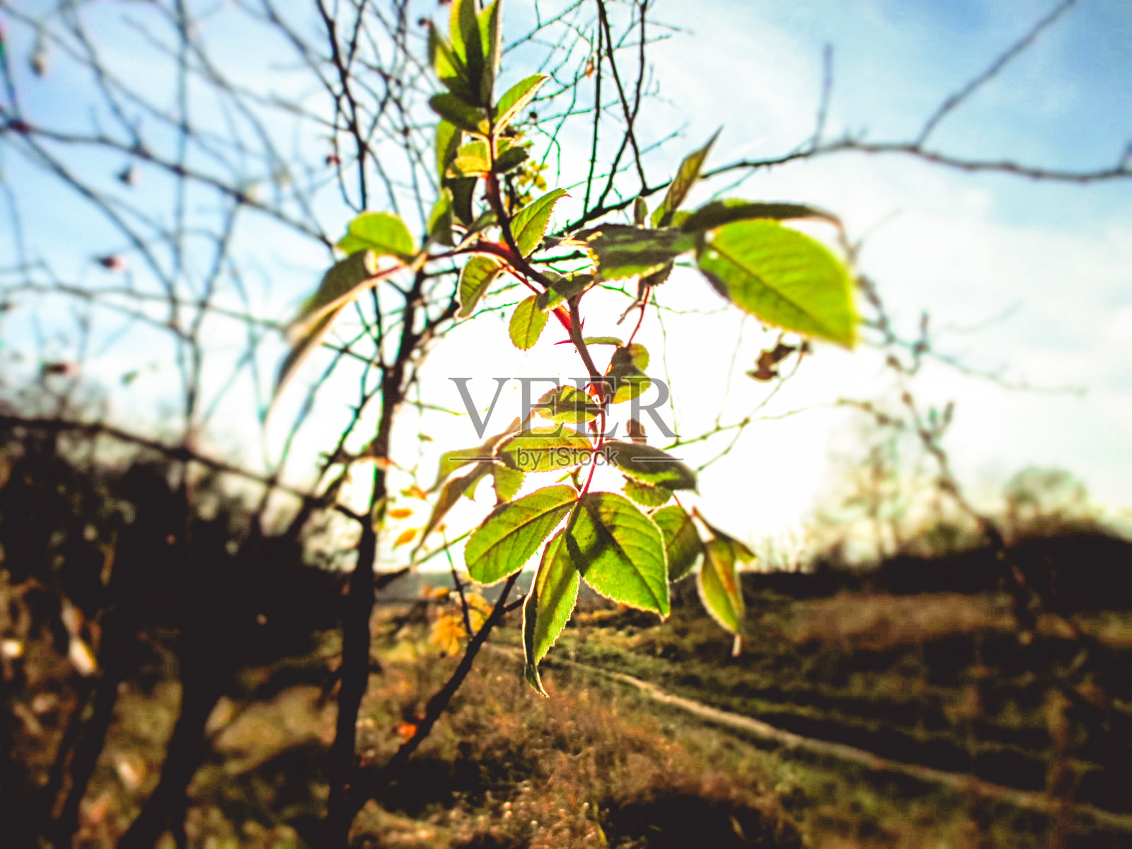 夕阳下的Hip leaves照片摄影图片