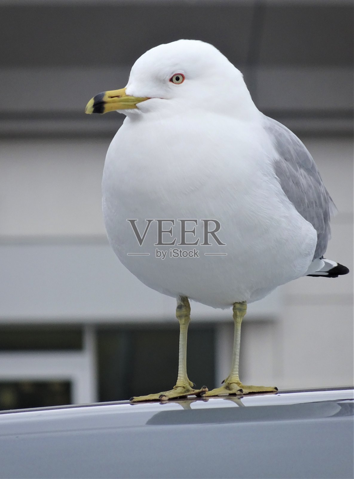 海鸥-第一部分照片摄影图片