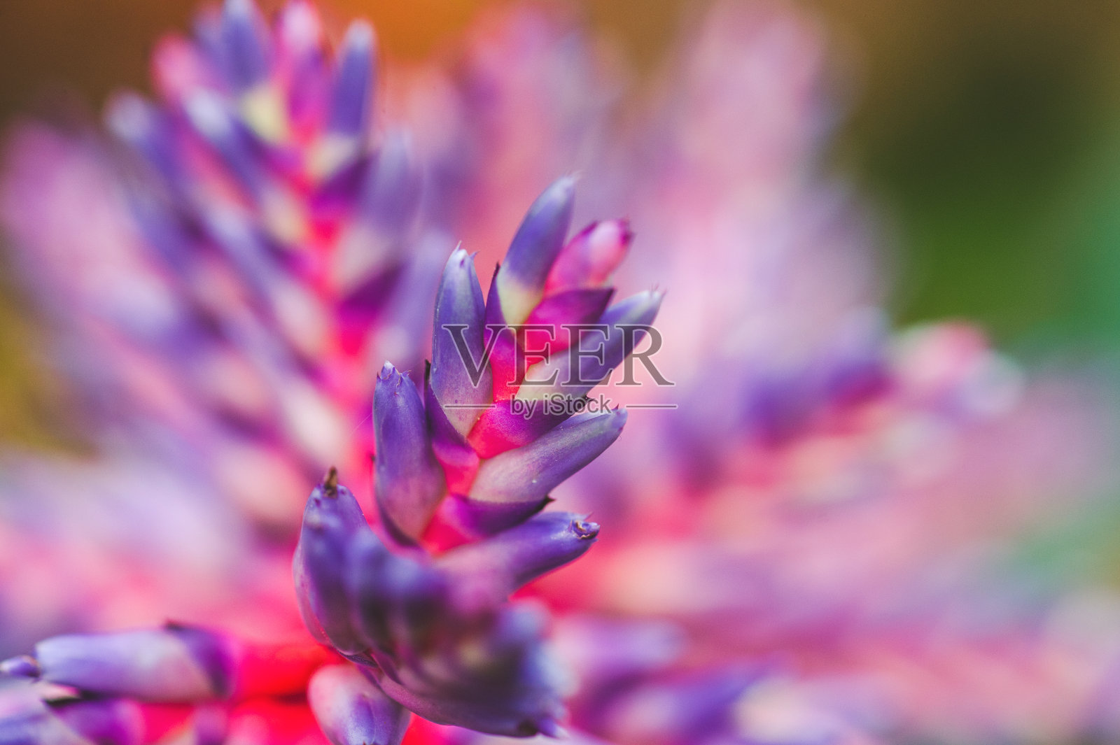 Aechmea蓝色的雨照片摄影图片