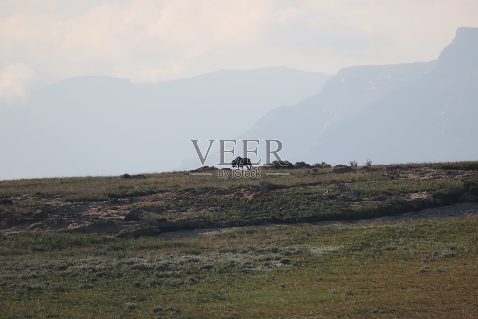 清晨，黑色的角马在山脊上行走照片摄影图片