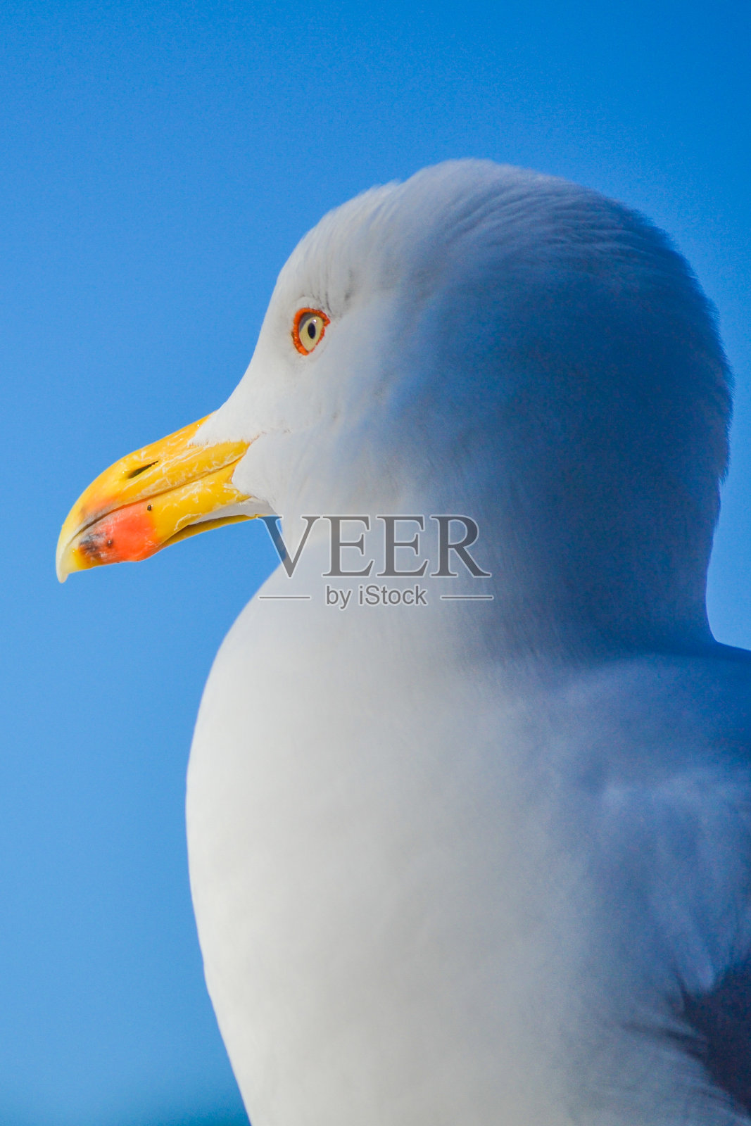 海鸥照片摄影图片