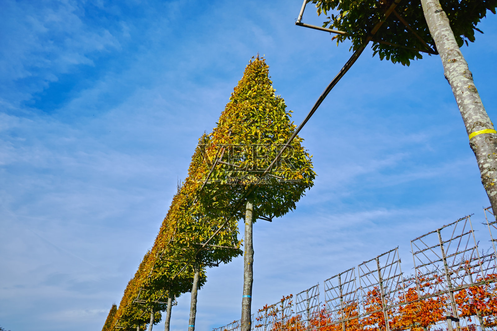 在荷兰苗圃上生长的高的装饰性修剪的观赏树木的种植园照片摄影图片