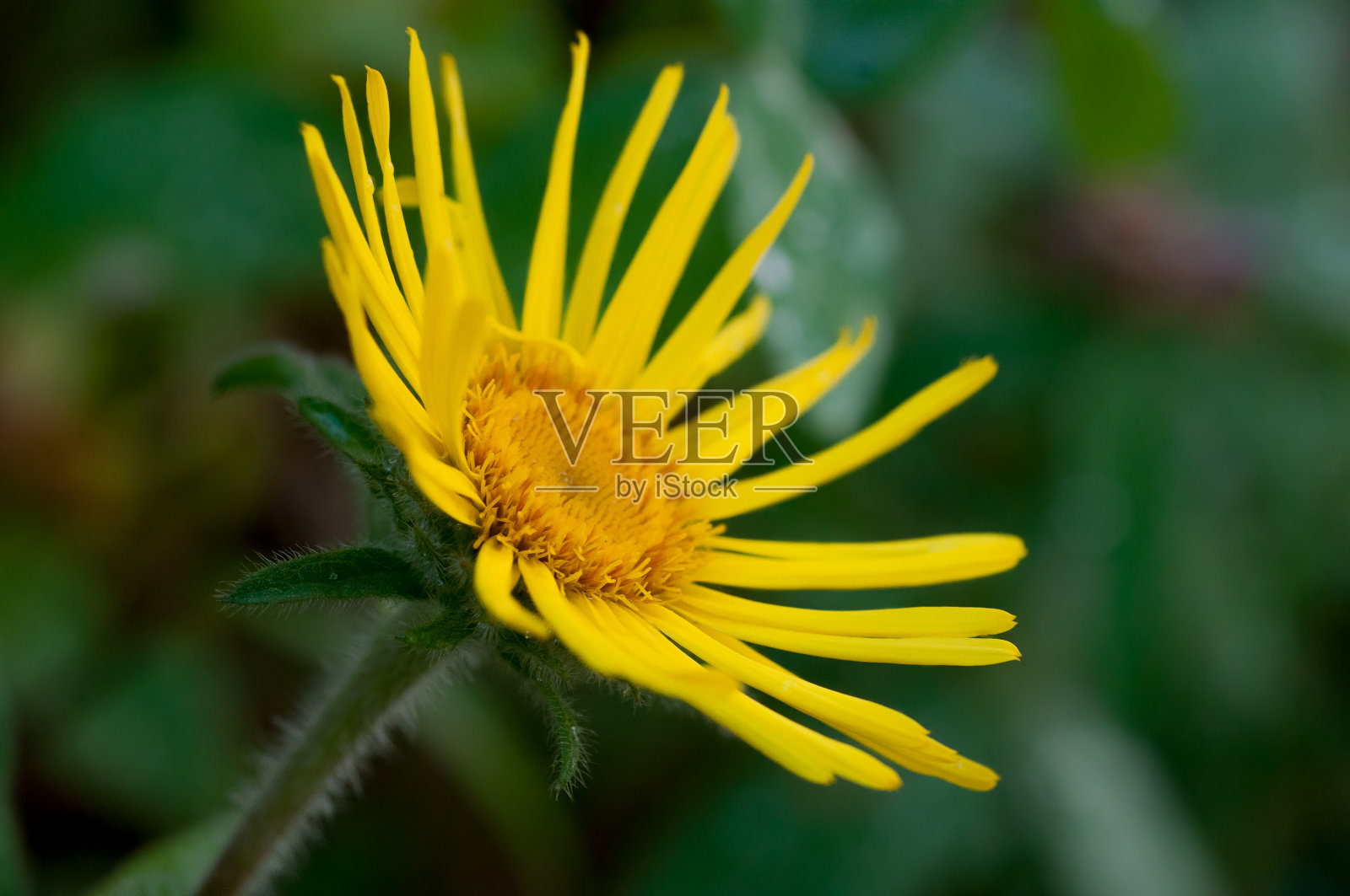 绿色草地上的黄色雏菊或多萝菊照片摄影图片