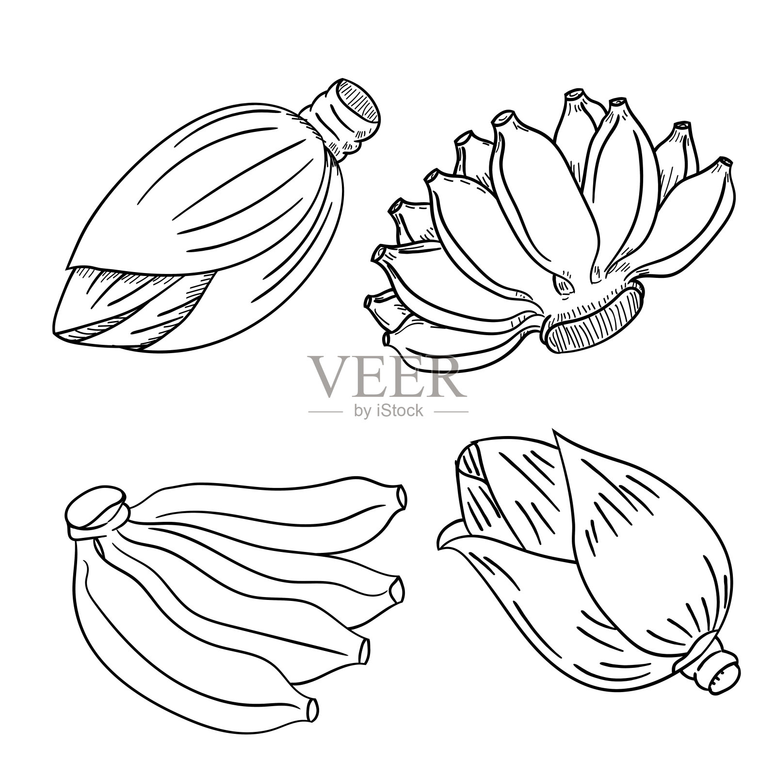 一套香蕉水果和香蕉花花朵手绘矢量插图设计元素图片