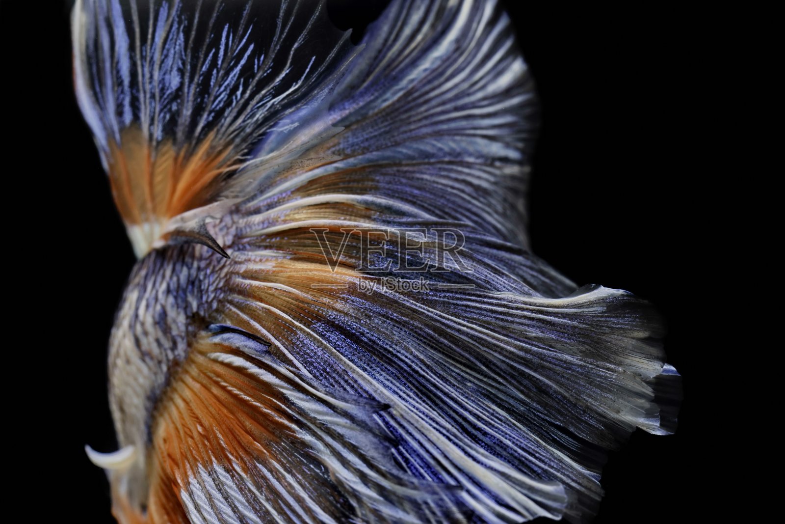 颜色和图案在鱼的尾巴表面咬。斗鱼，一串红，半月斗鱼照片摄影图片