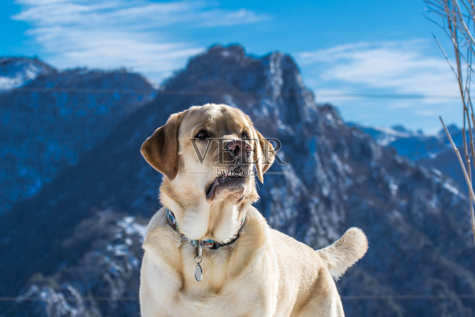 山里的拉布拉多犬照片摄影图片