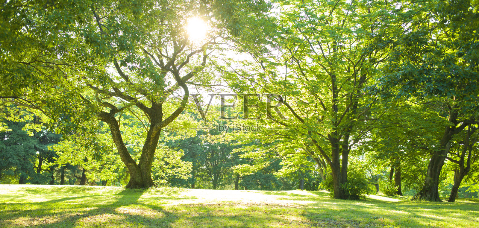 阳光花园照片摄影图片