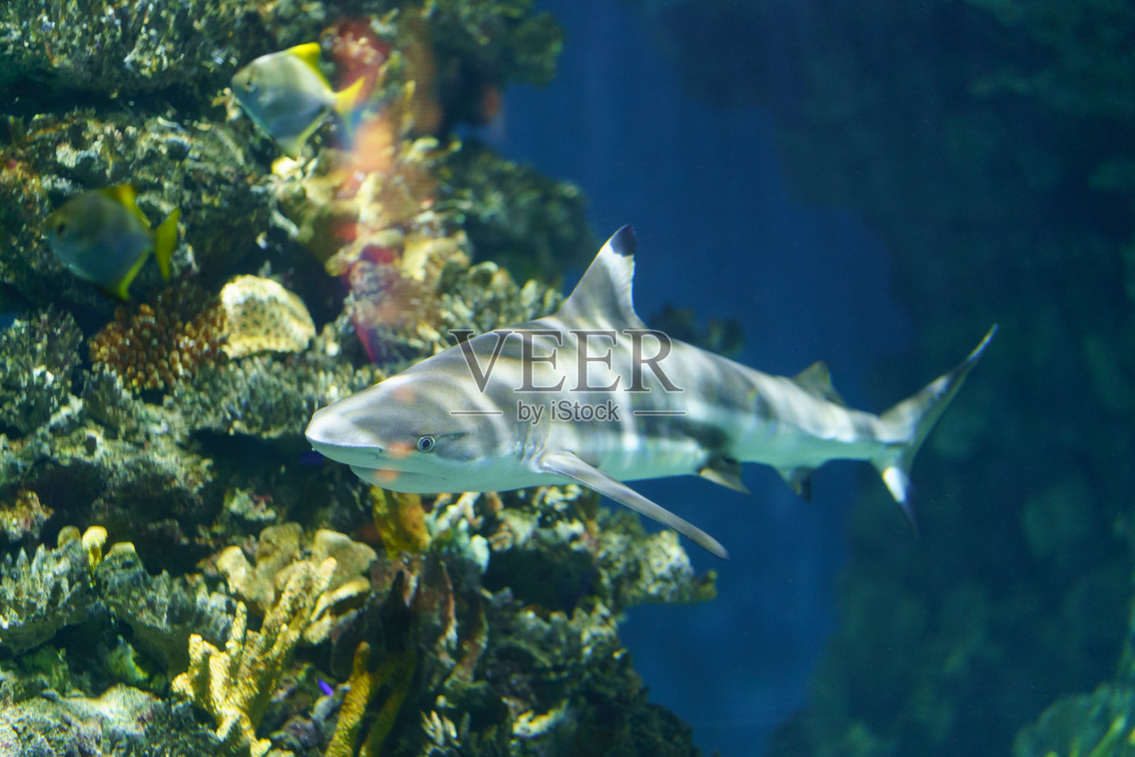 蓝色的水下世界温柔而平静。照片摄影图片