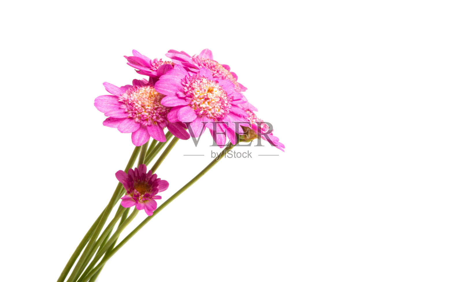 粉红色雏菊孤立照片摄影图片