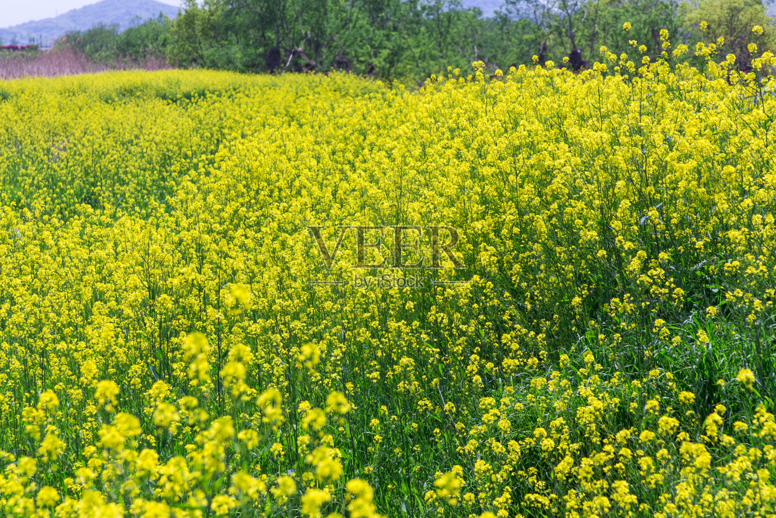 油菜花花朵照片摄影图片