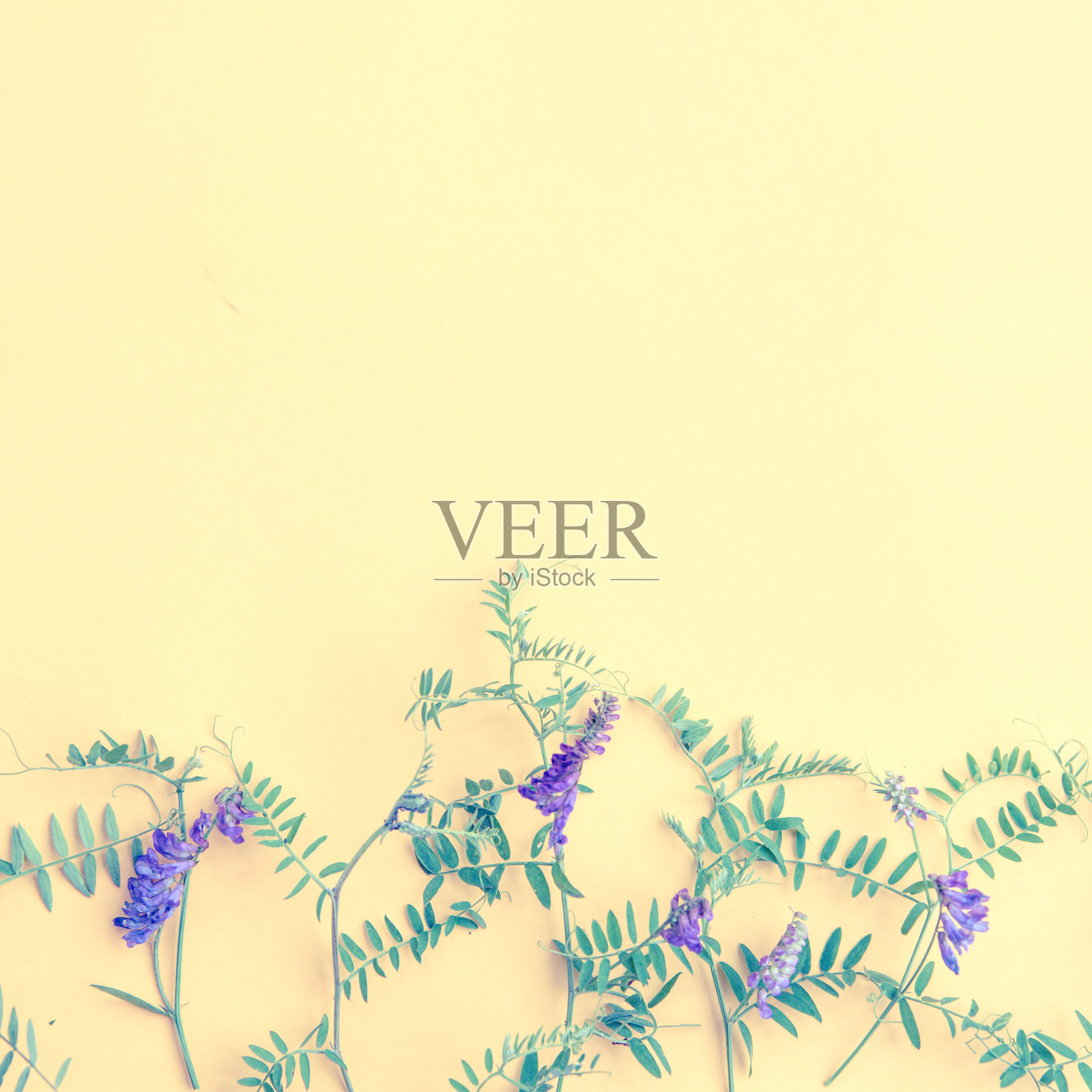 黄色背景上的夏日淡紫色野花。春天的植物照片摄影图片