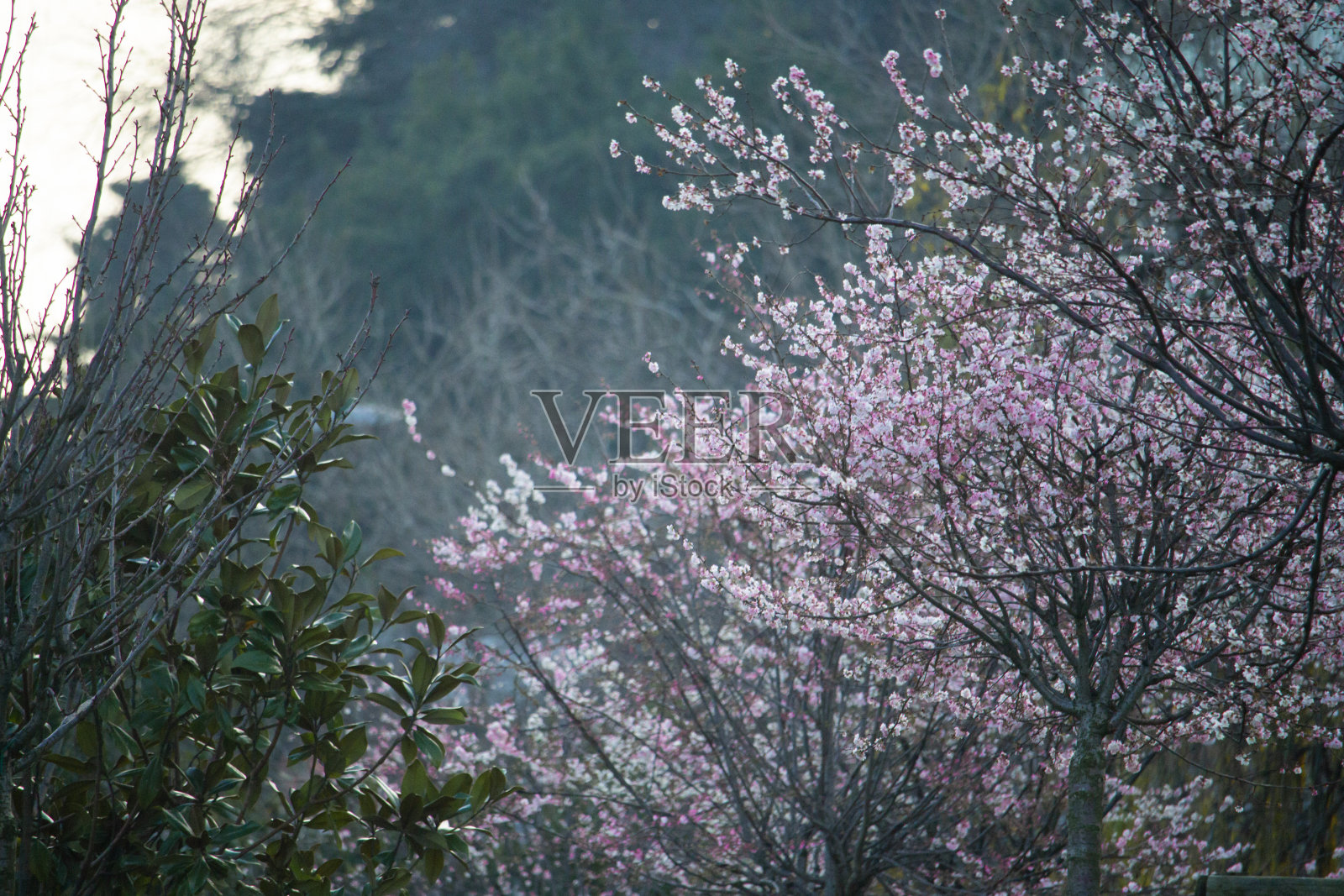 春天的花朵照片摄影图片