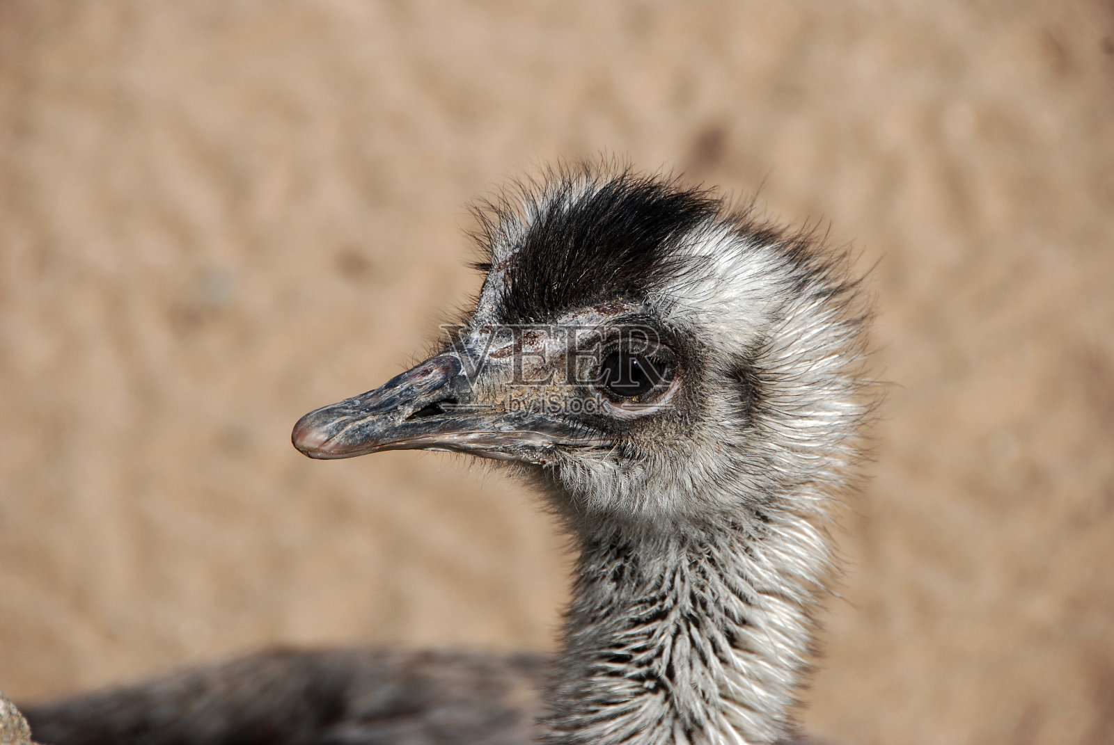 鸵鸟照片摄影图片