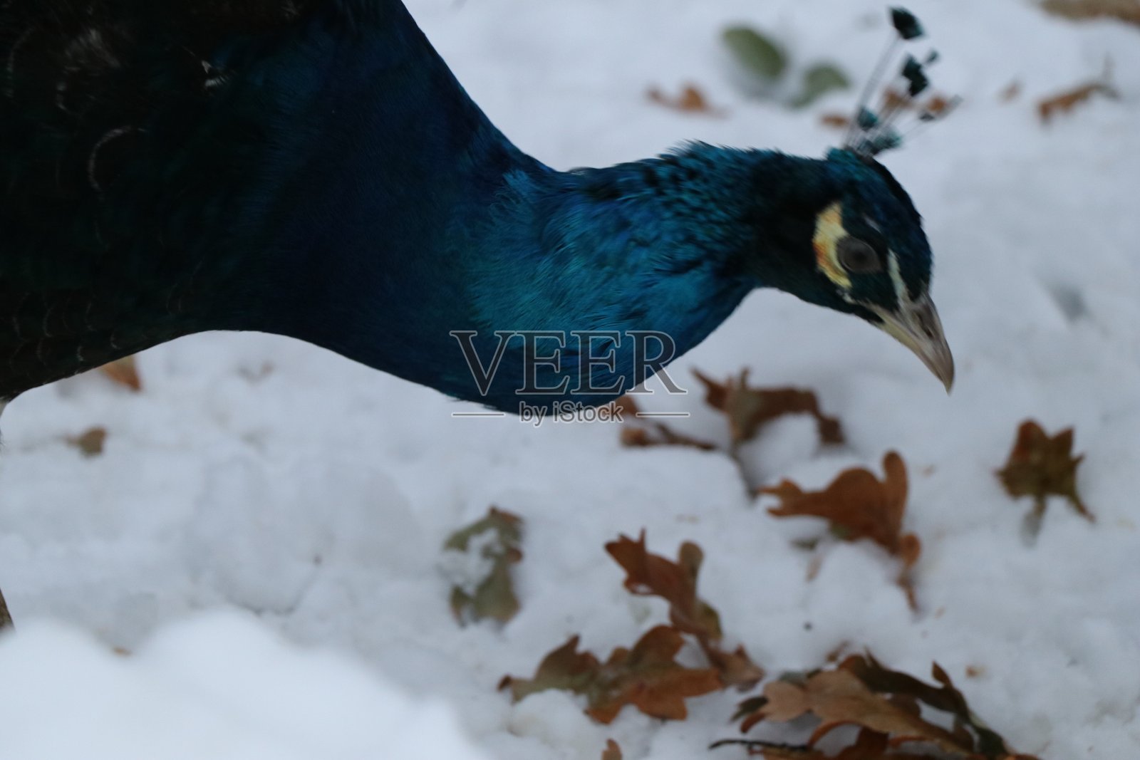 孔雀在寒冷的冬天寻找食物照片摄影图片