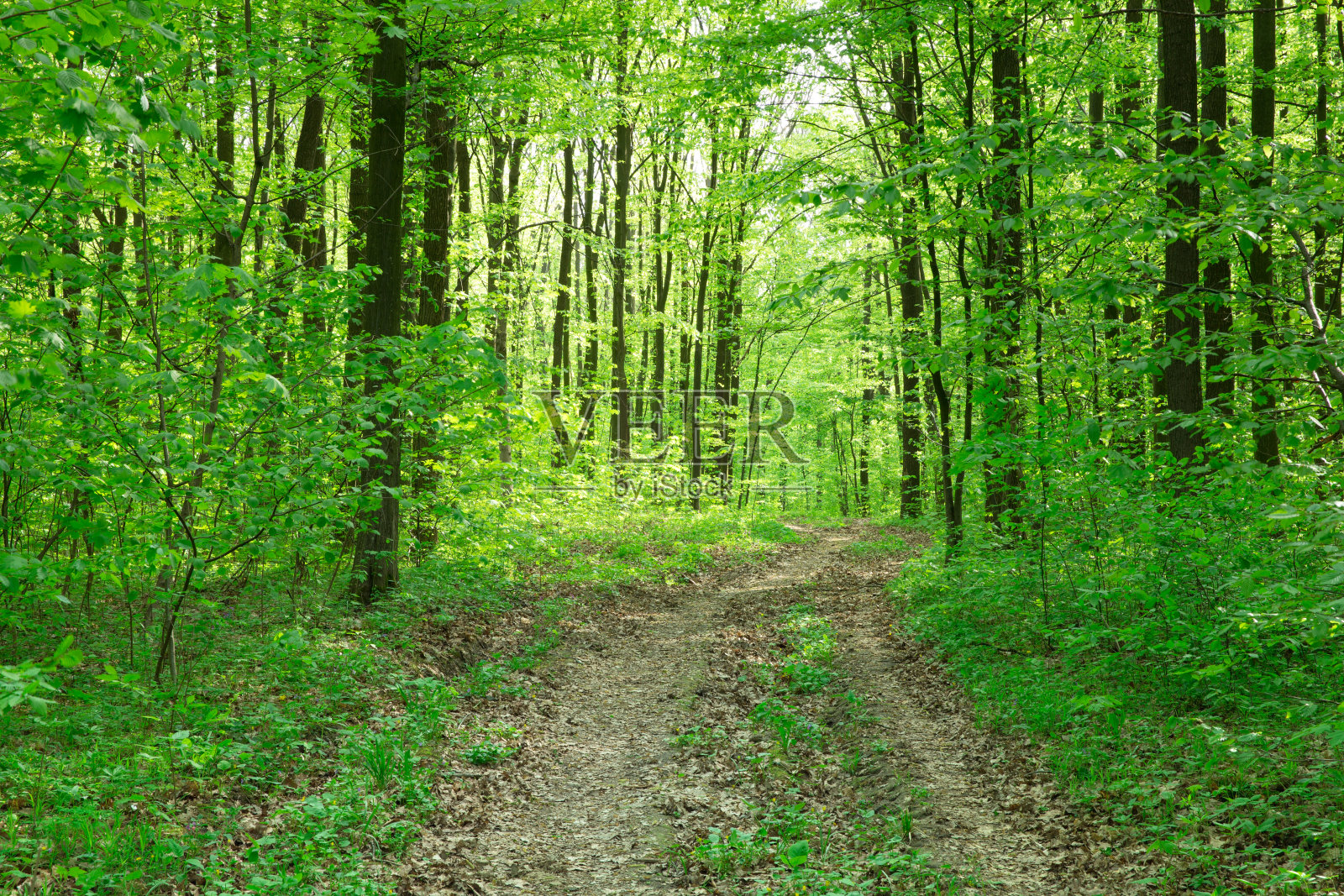 森林的树木。大自然绿色木材阳光背景照片摄影图片
