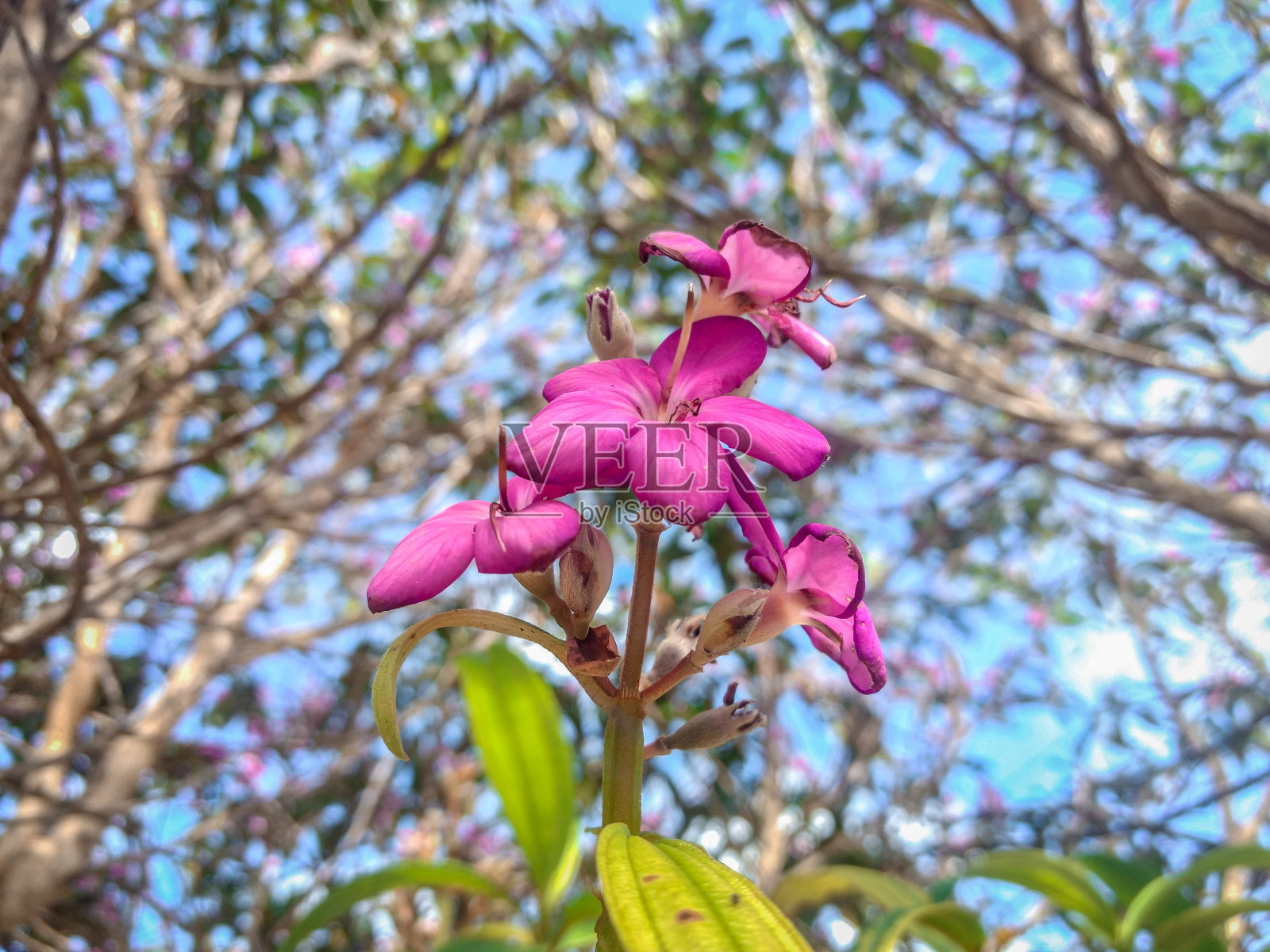 美丽的粉红色的花在树枝上照片摄影图片