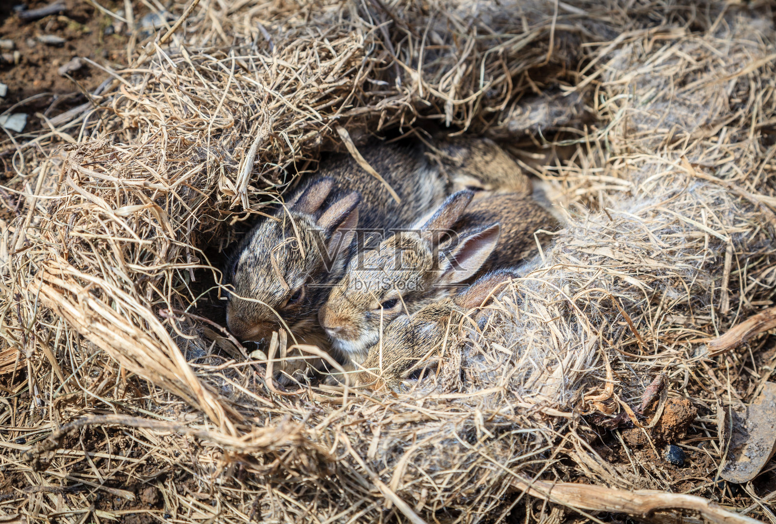 窝里的小兔子照片摄影图片