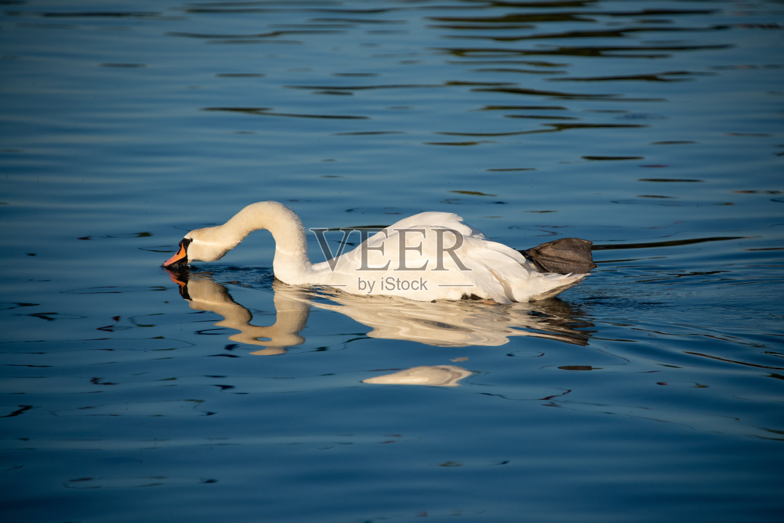 疣鼻天鹅长着优美的长脖子喝水照片摄影图片