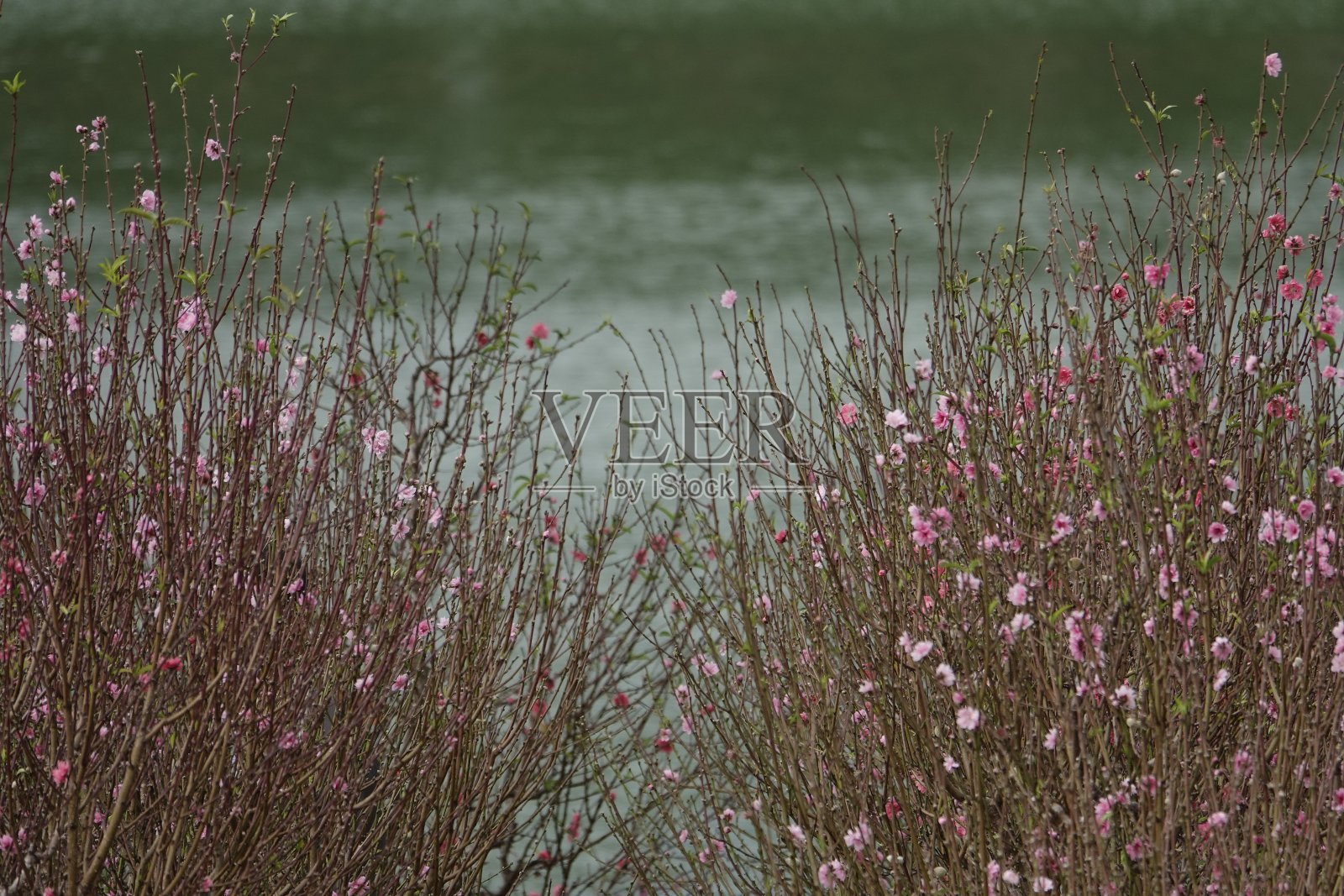 杏花桃花照片摄影图片