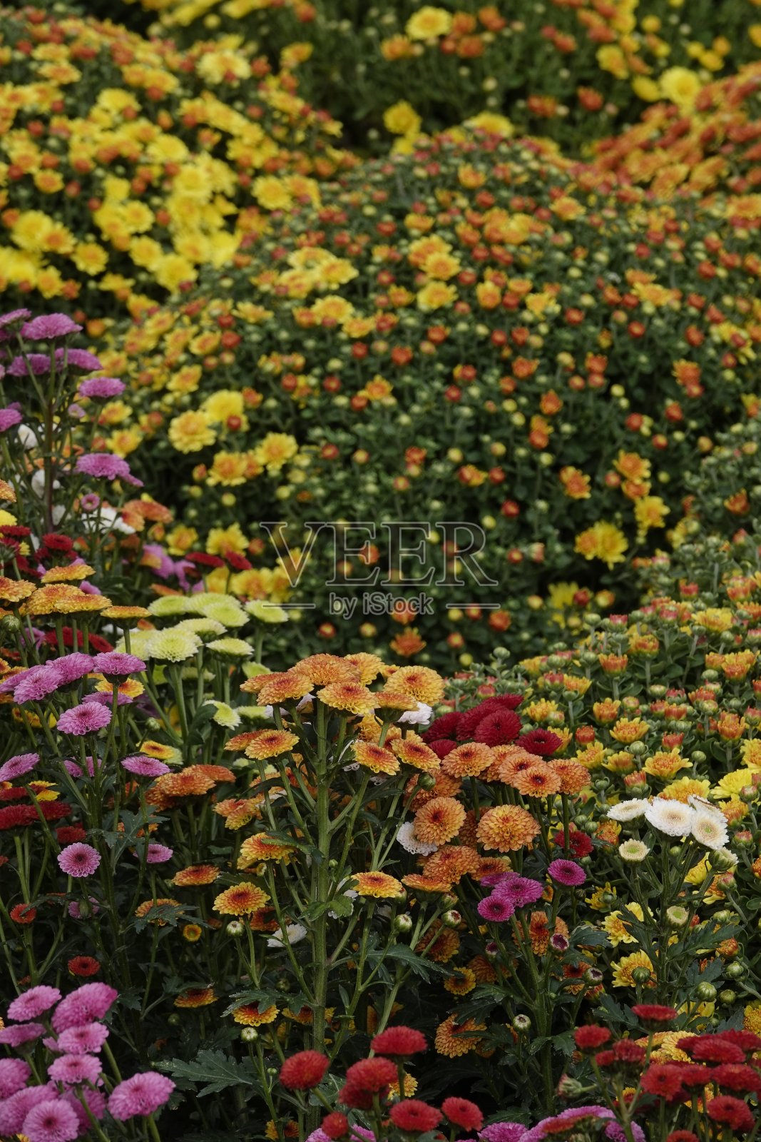 黄色的雏菊盛开在湖边的市集上照片摄影图片