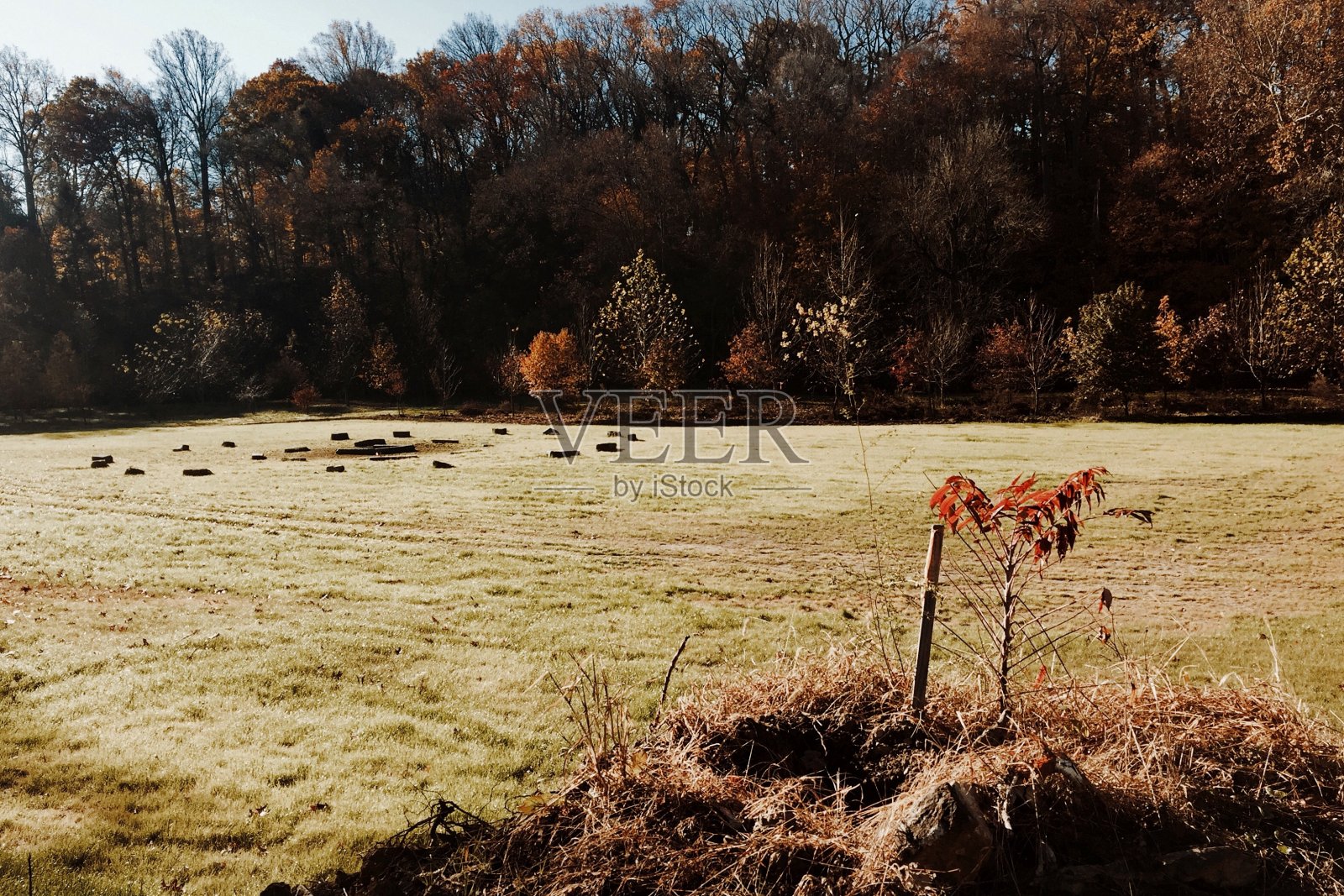 红色的花在冬天的田野与石头圈照片摄影图片