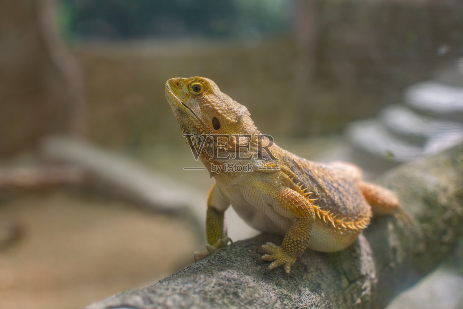 长胡子的龙蜥蜴被关在围栏里照片摄影图片