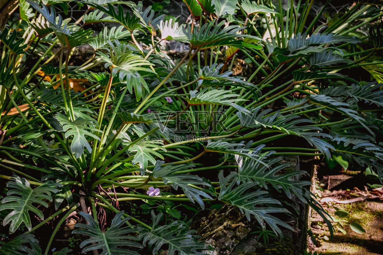 背景纹理热带花和叶的自然概念照片摄影图片