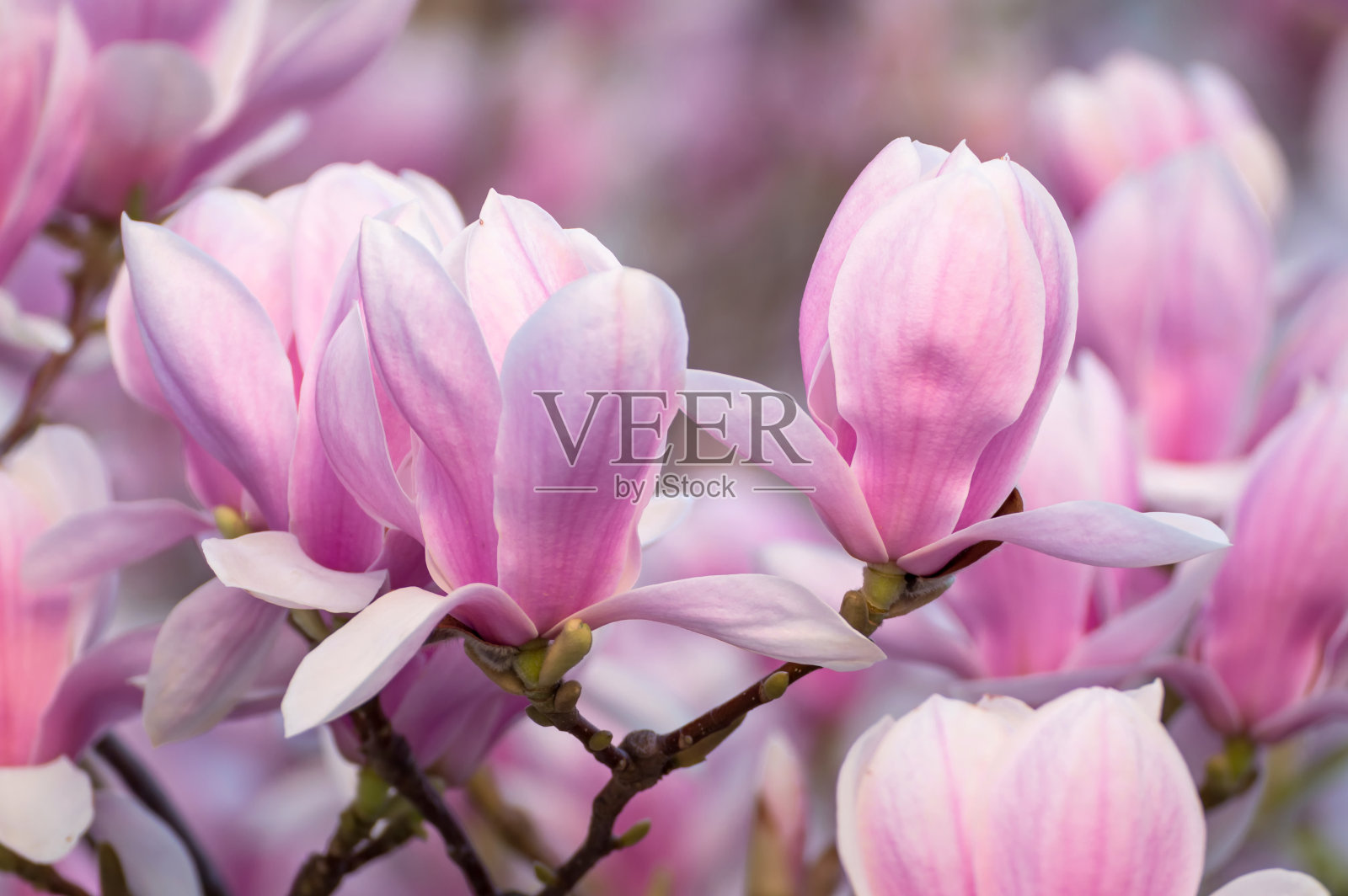 盛开的木兰树照片摄影图片