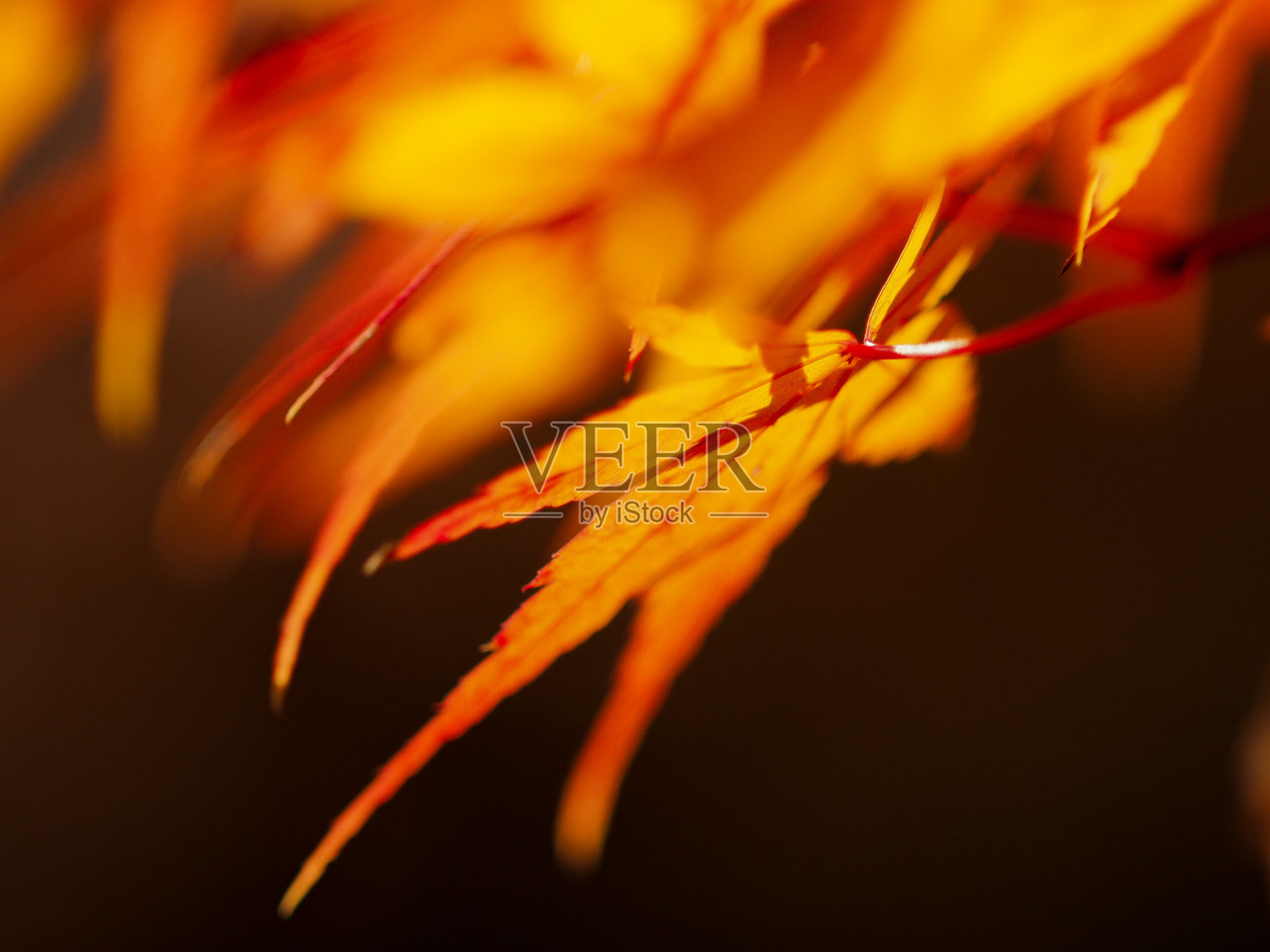 秋天彩色的叶子特写照片摄影图片