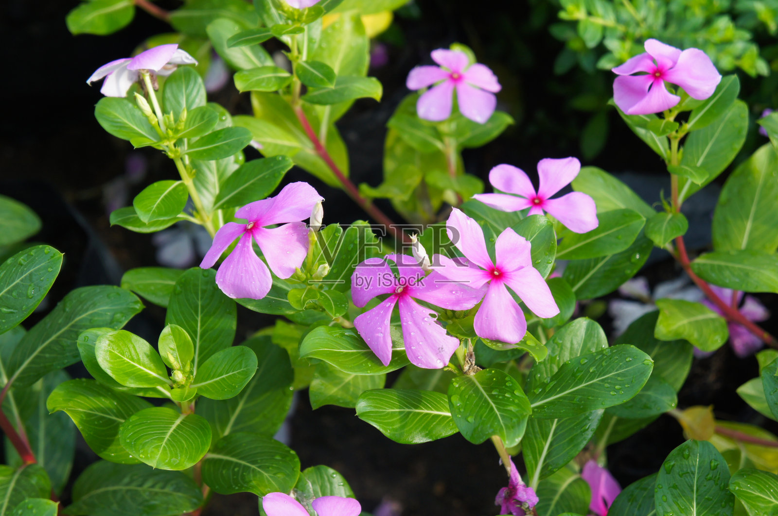 长春花或马达加斯加长春花或玫瑰长春花粉红色的花照片摄影图片