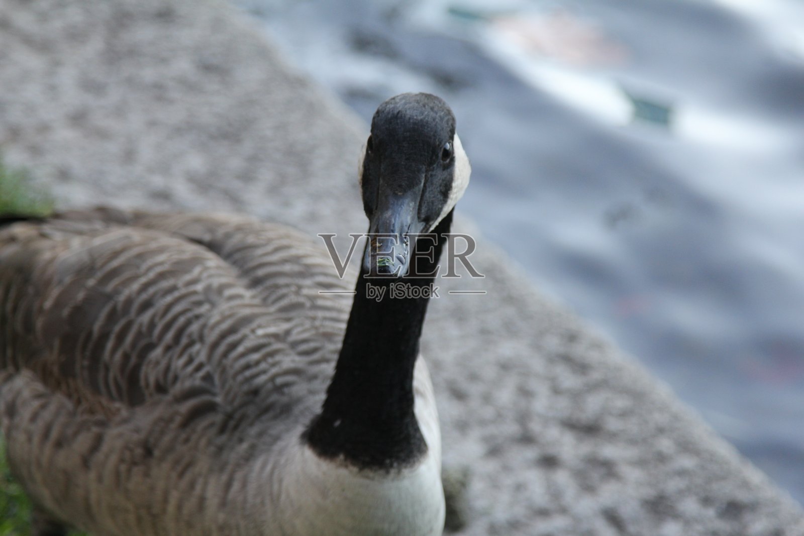 鹅7照片摄影图片