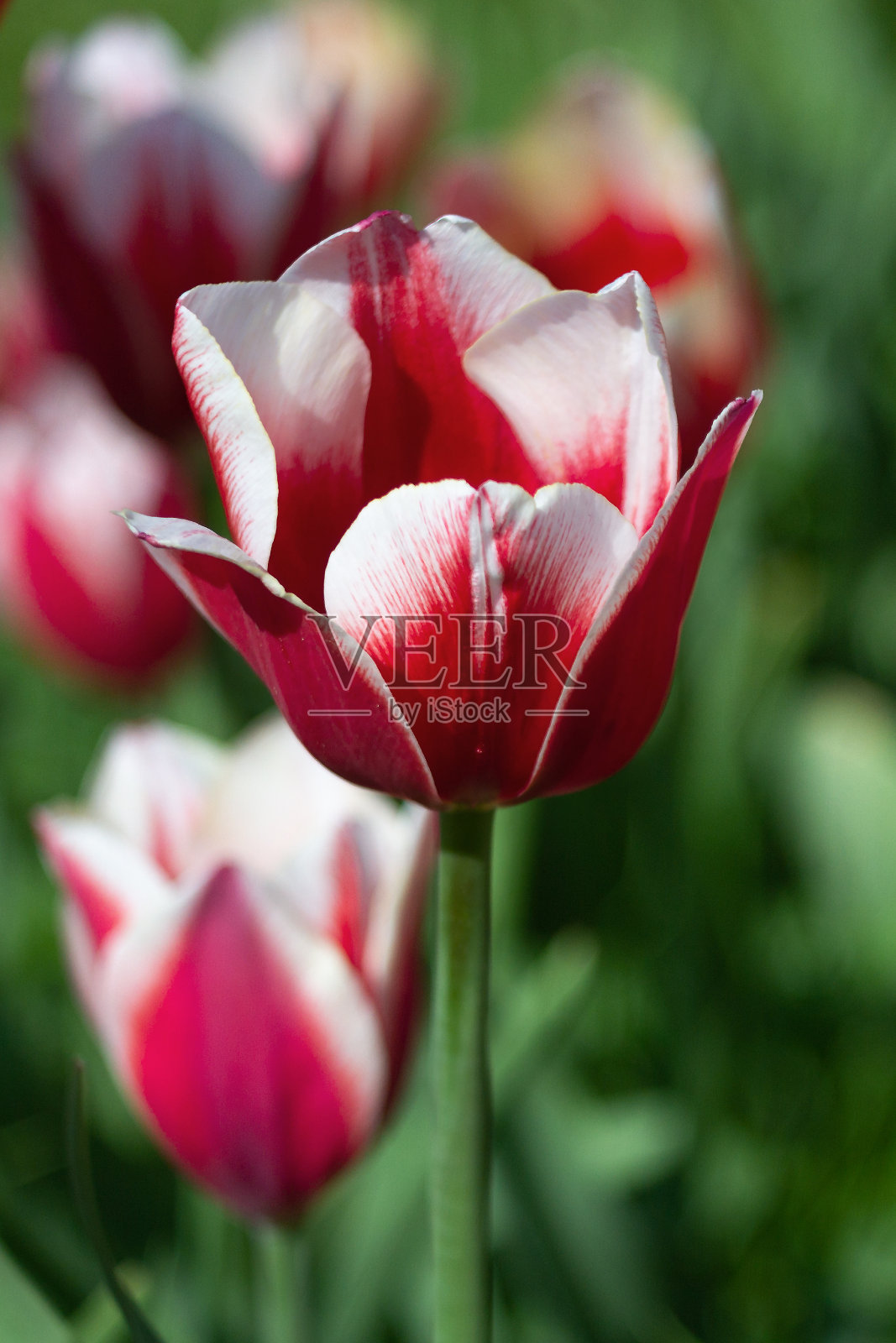 红白相间的郁金香在阳光明媚的春日照片摄影图片