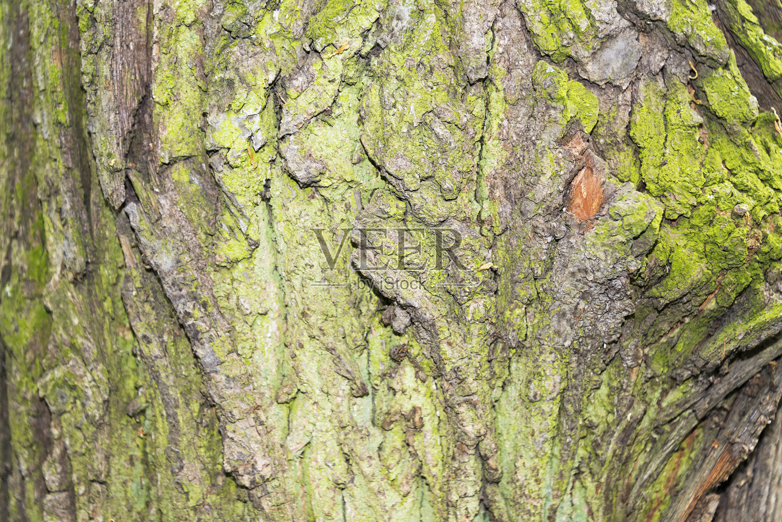 树干特写在一个夏天的一天。照片摄影图片