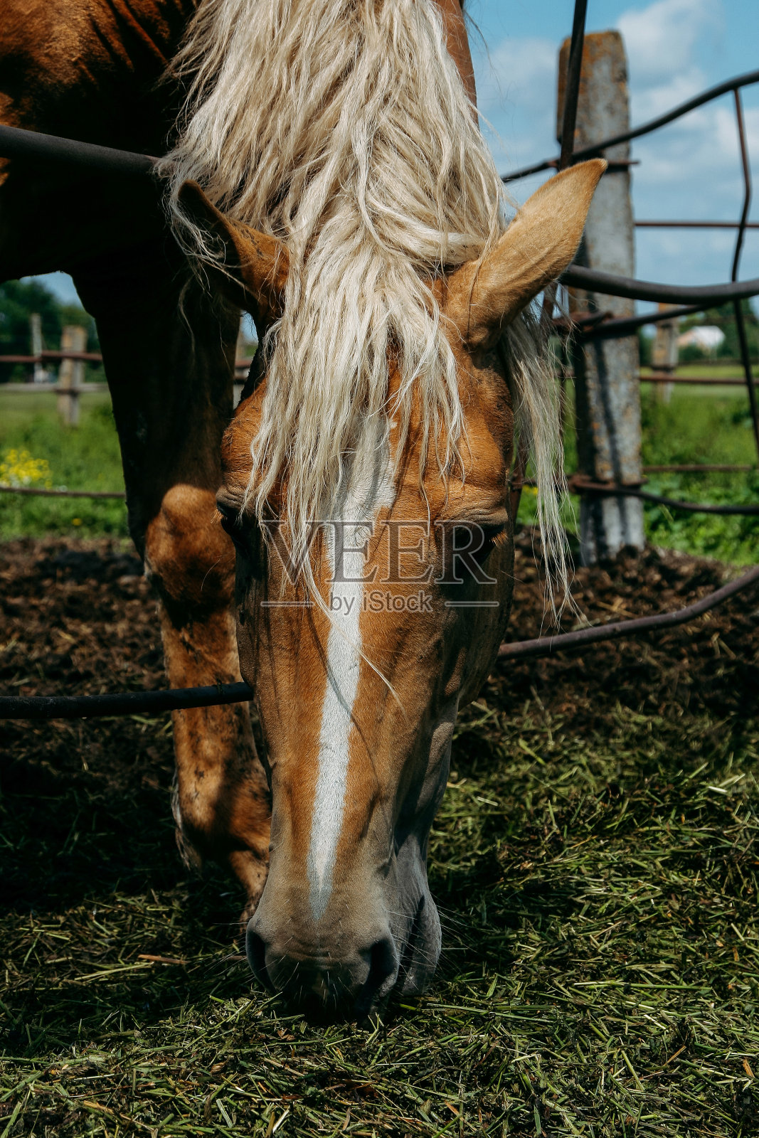 马照片摄影图片