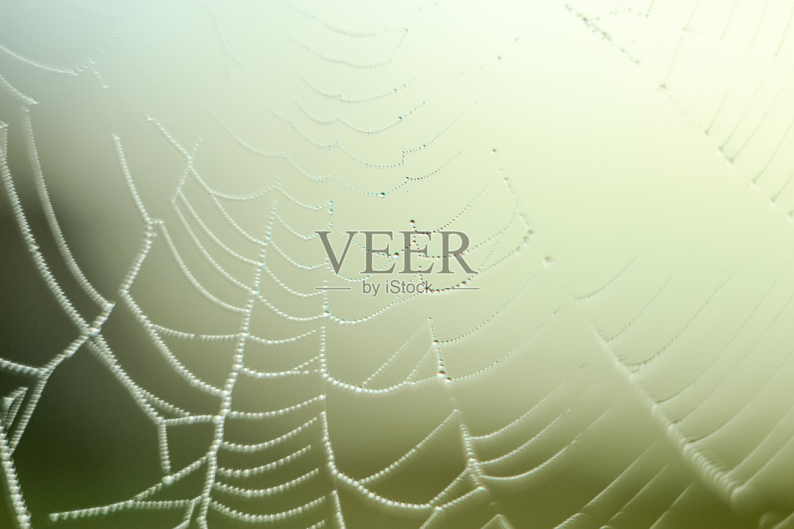 在旭日的光线中，抽象的水滴在干燥的植物上的特写与可变焦点和模糊的背景照片摄影图片