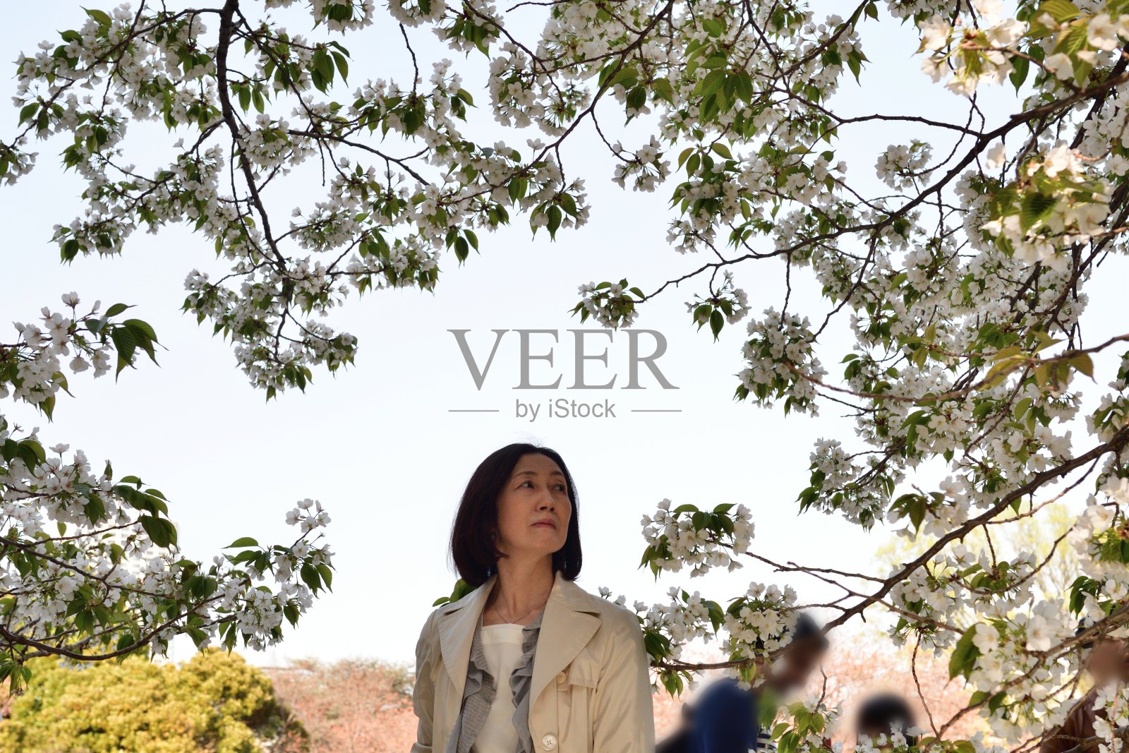 日本女子在东京公园欣赏樱花照片摄影图片